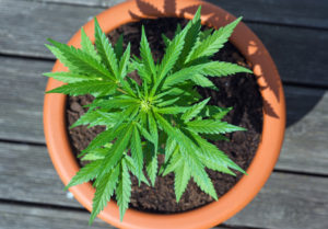 Can I Grow My Own Medical Marijuana? 13 rwo