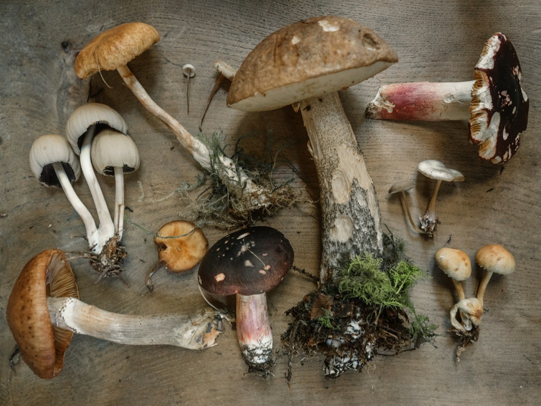 Can Medicinal Mushrooms Help Your Skin? 2 img