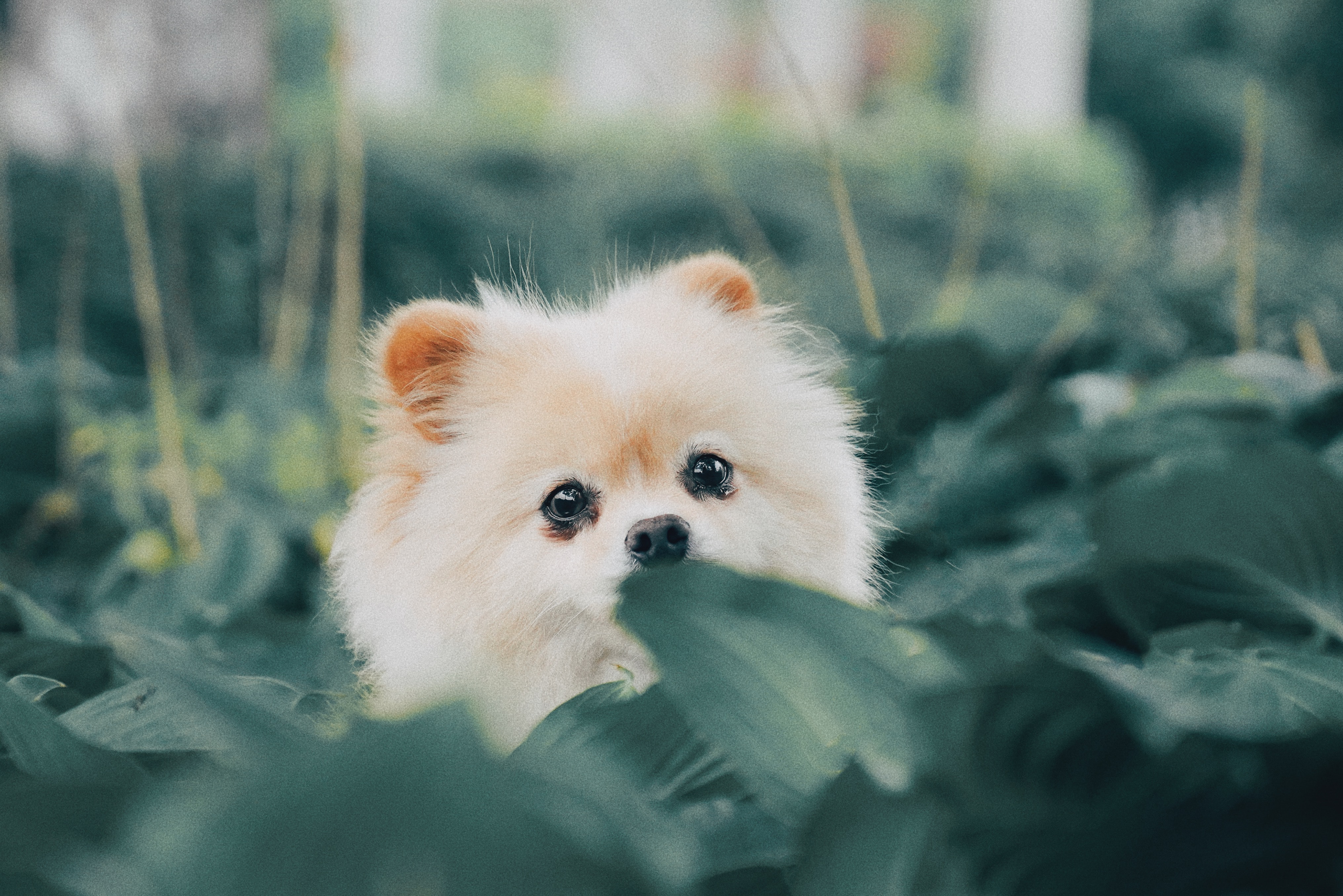 Benefits of Emotional Support Animals 1 ipet photo CfDAo3C3bvQ unsplash